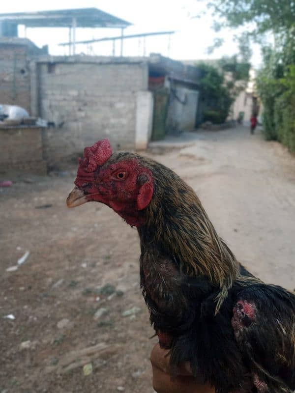 aseel laseena  for1 murgi and 2 murga 3