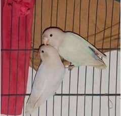 love brids pair