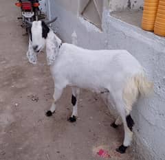 2 Dant khassi Bisar tapra  for sell