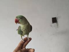 RWA parrot