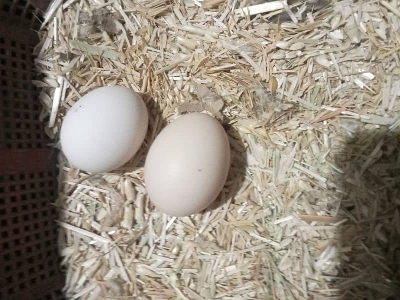 fertile egg 0