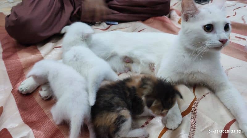 Female Cat with 3 Kittens 0