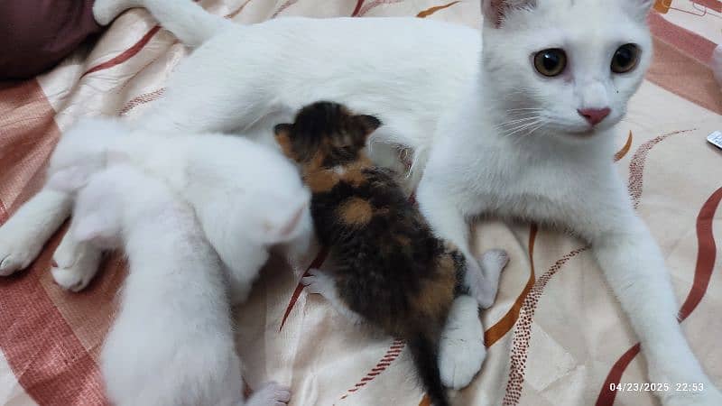 Female Cat with 3 Kittens 3