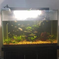 3 feet aquarium