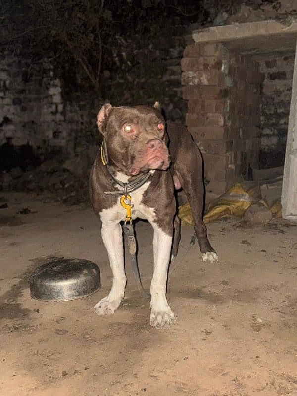 American Pitbull 0
