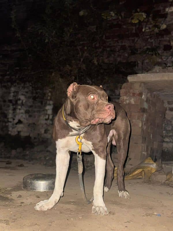 American Pitbull 1