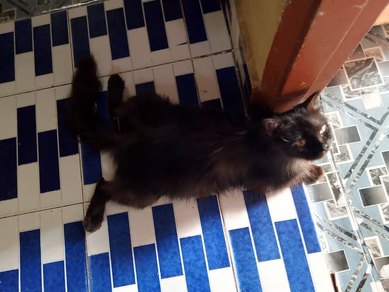 Black cat for sell | age: 1 year 5 months | 0 3 7 0 8 6 5 9 7 4 3 1