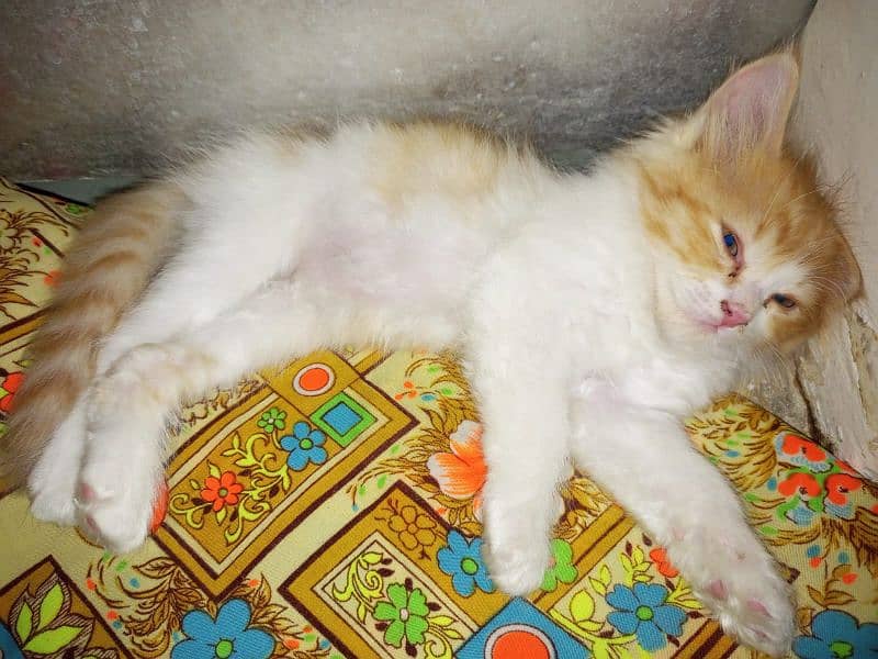 kittens for sale 0