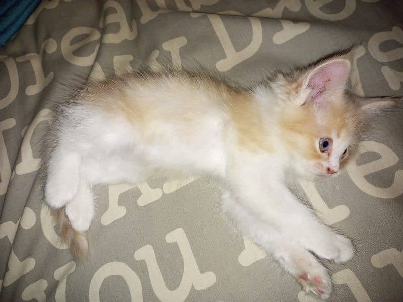 kittens for sale 1