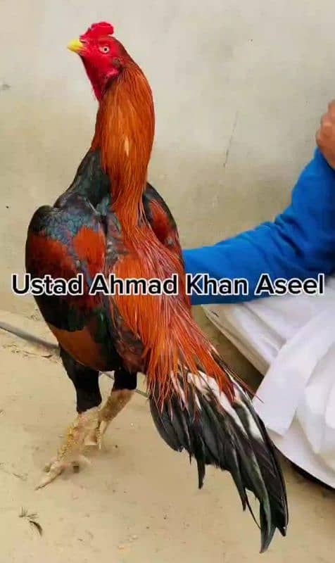 Aseel Mohra For Salr 0