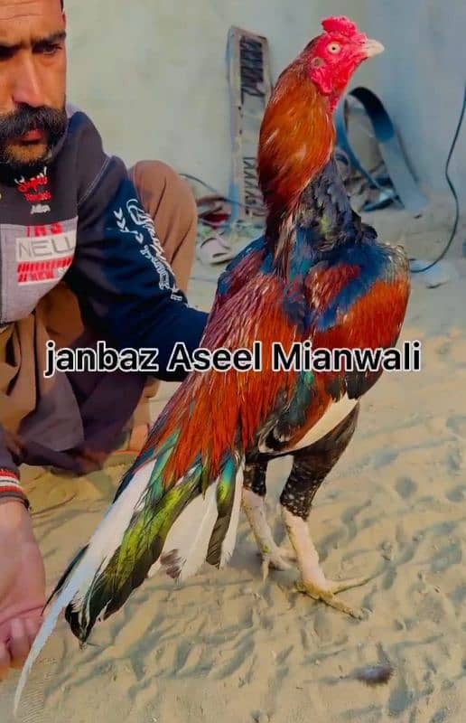 Aseel Mohra For Salr 1