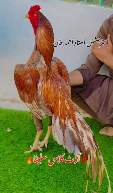Aseel Mohra For Salr 2