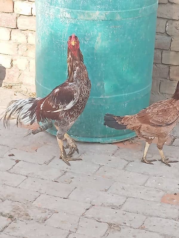 aseel murga for sale healthy and active 0