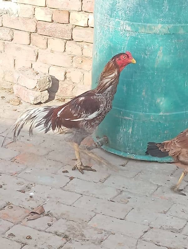 aseel murga for sale healthy and active 1