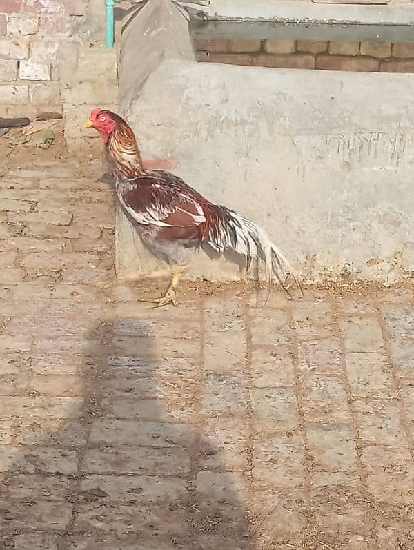 aseel murga for sale healthy and active 2