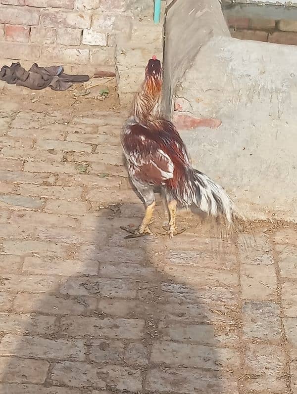 aseel murga for sale healthy and active 3