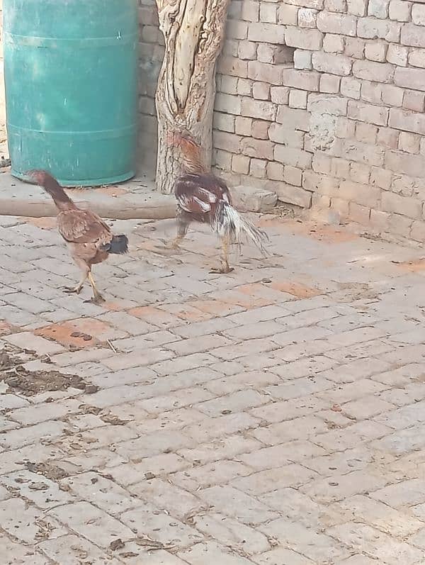aseel murga for sale healthy and active 4