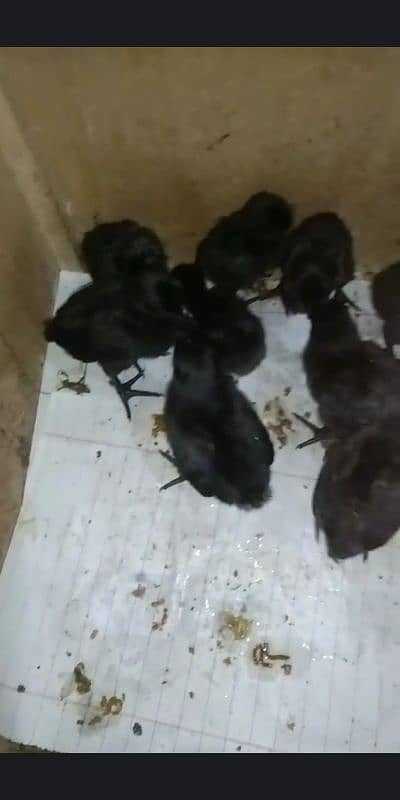 Grey Tongue Ayam Cemani Chicks for sale Healthy and Active 0