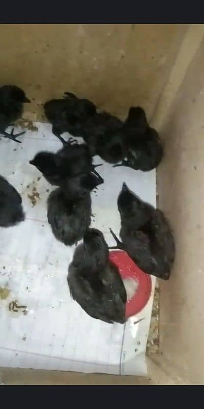 Grey Tongue Ayam Cemani Chicks for sale Healthy and Active 1
