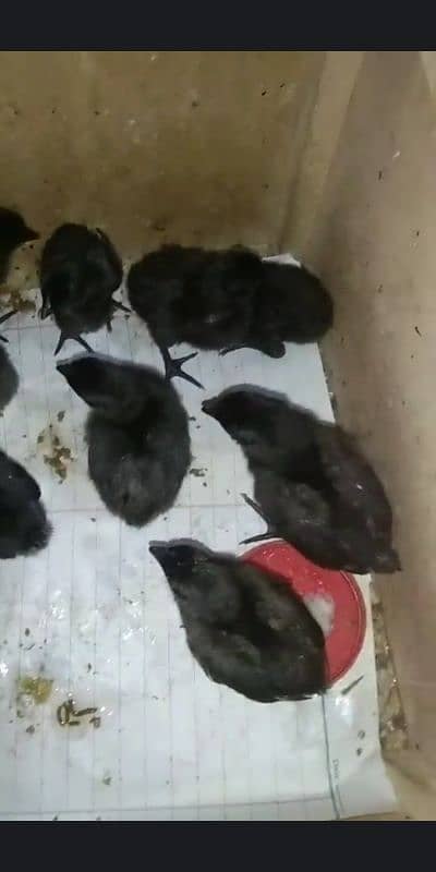 Grey Tongue Ayam Cemani Chicks for sale Healthy and Active 2
