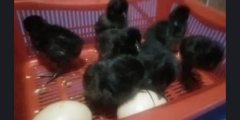 Grey Tongue Ayam Cemani Chicks for sale Healthy and Active 3