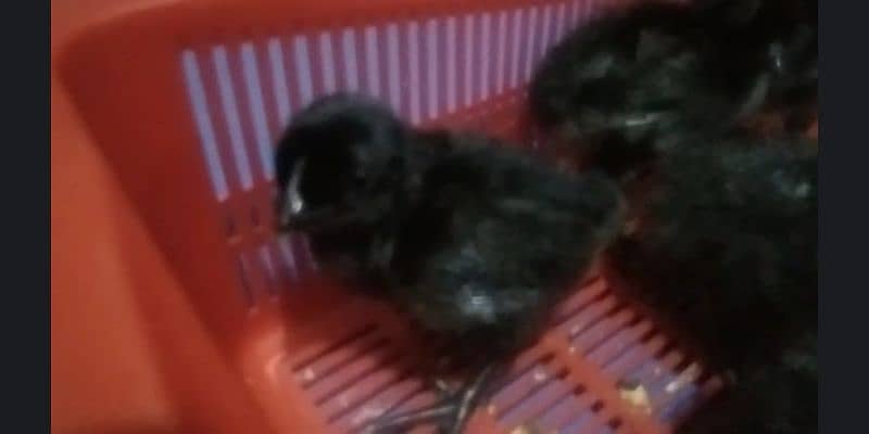 Grey Tongue Ayam Cemani Chicks for sale Healthy and Active 4