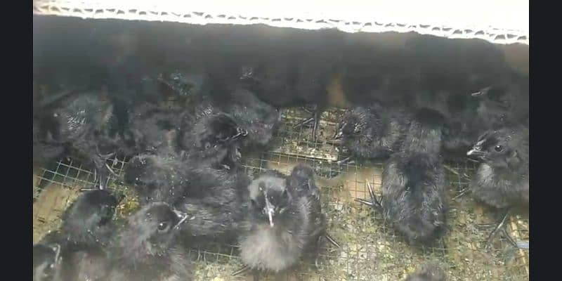 Grey Tongue Ayam Cemani Chicks for sale Healthy and Active 5