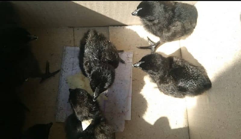 Grey Tongue Ayam Cemani Chicks for sale Healthy and Active 7