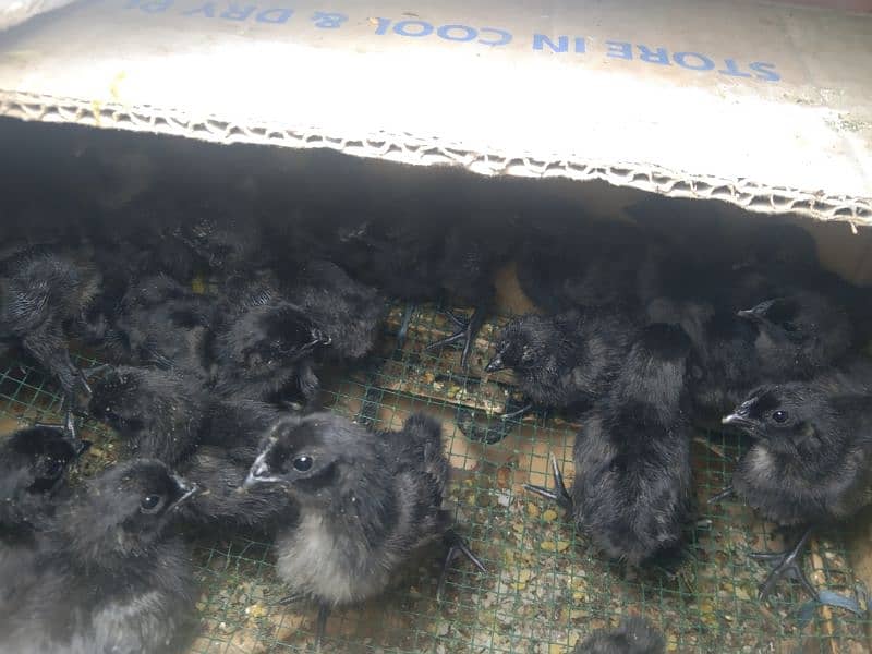 Grey Tongue Ayam Cemani Chicks for sale Healthy and Active 8