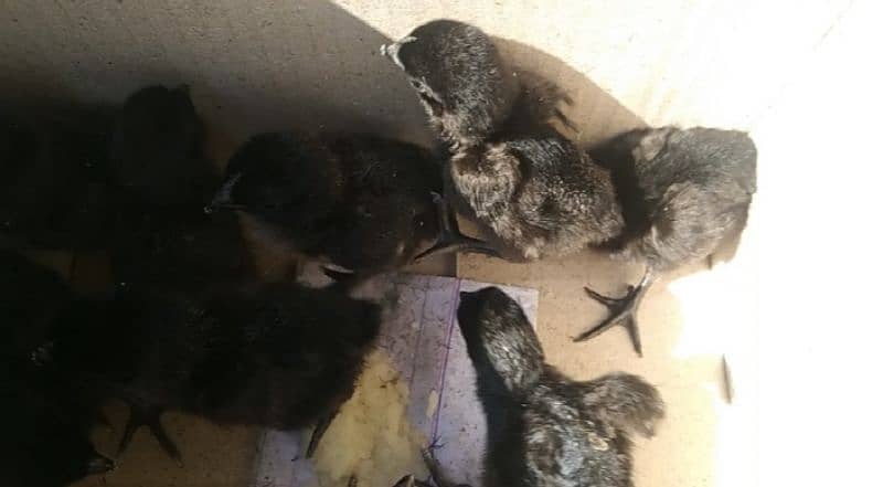 Grey Tongue Ayam Cemani Chicks for sale Healthy and Active 9