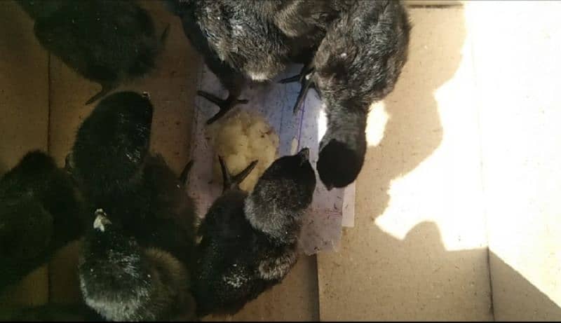 Grey Tongue Ayam Cemani Chicks for sale Healthy and Active 10