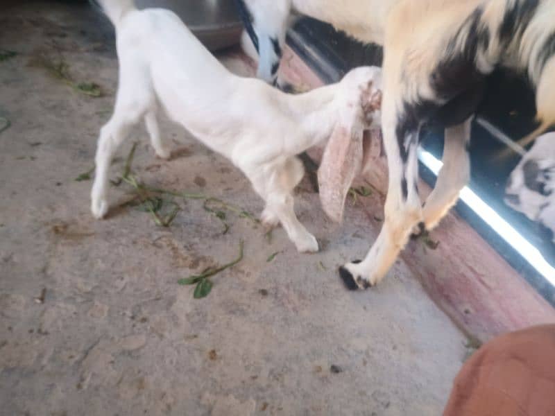 Goat with 2 baby's pair 1