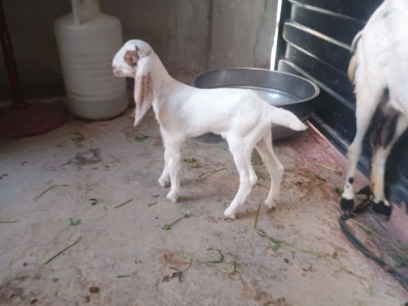 Goat with 2 baby's pair 2