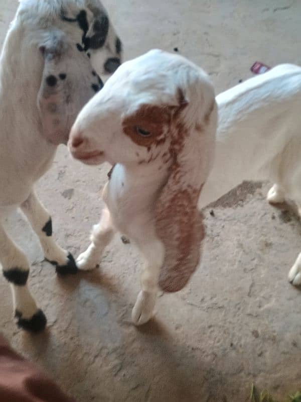 Goat with 2 baby's pair 3