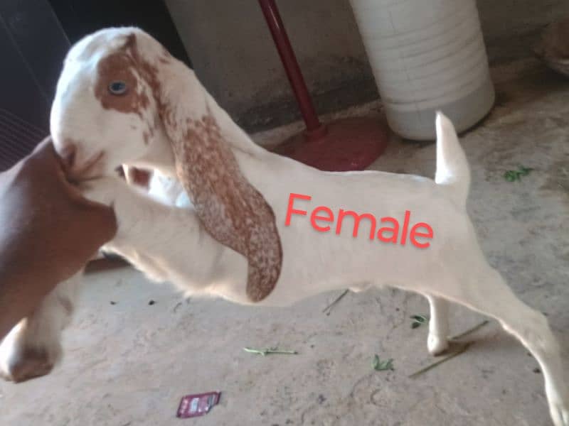 Goat with 2 baby's pair 4
