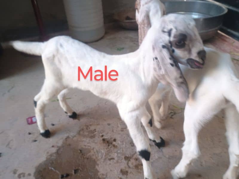 Goat with 2 baby's pair 5