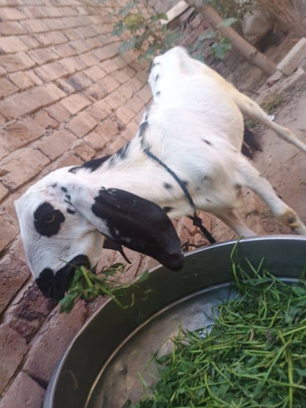 Goat with 2 baby's pair 7