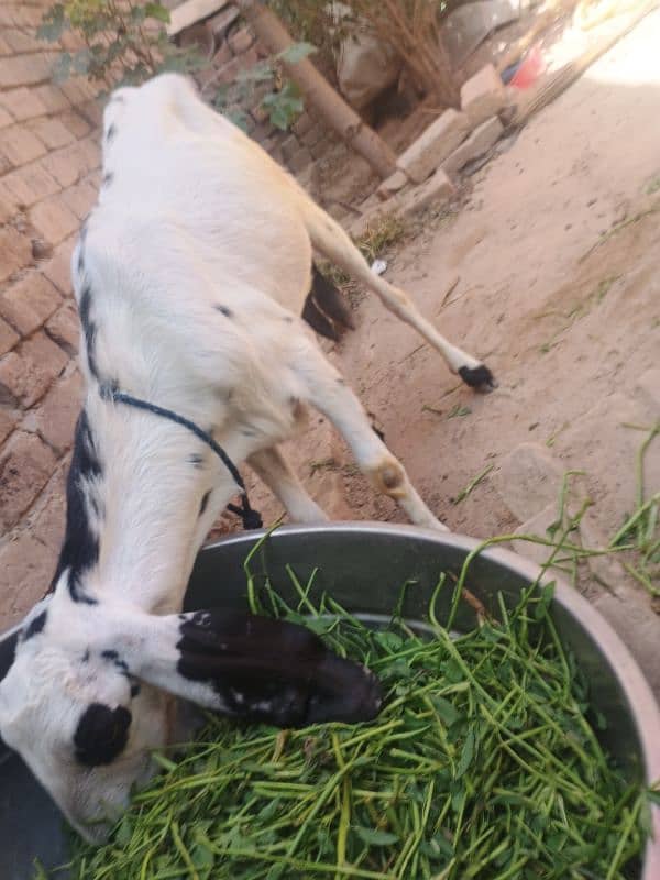 Goat with 2 baby's pair 8