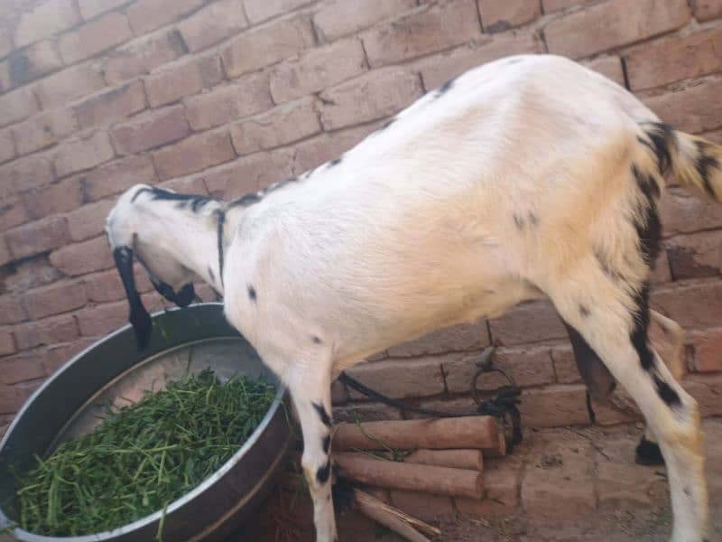 Goat with 2 baby's pair 9