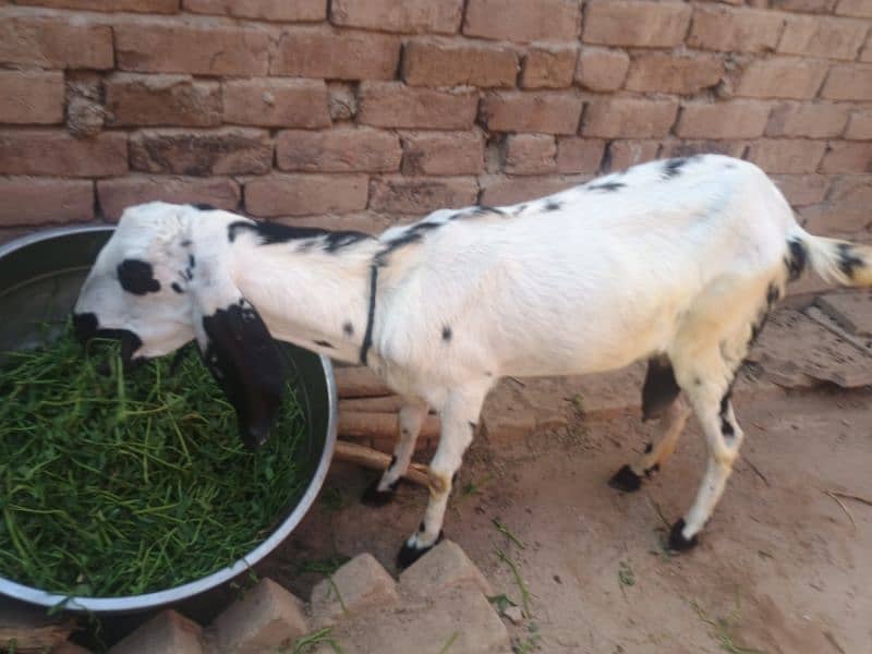 Goat with 2 baby's pair 10