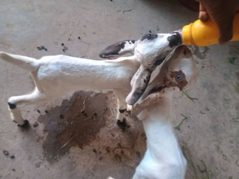 Goat with 2 baby's pair 11