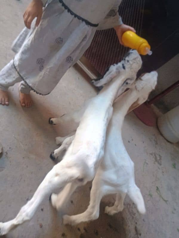 Goat with 2 baby's pair 12