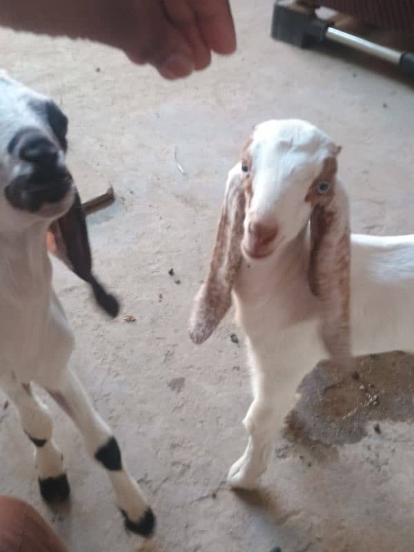 Goat with 2 baby's pair 14
