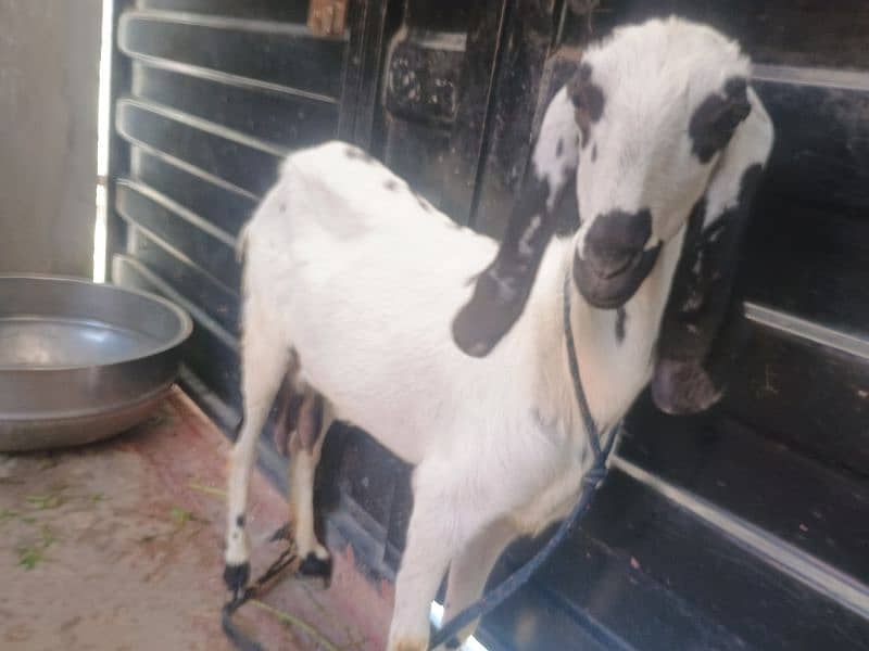 Goat with 2 baby's pair 16