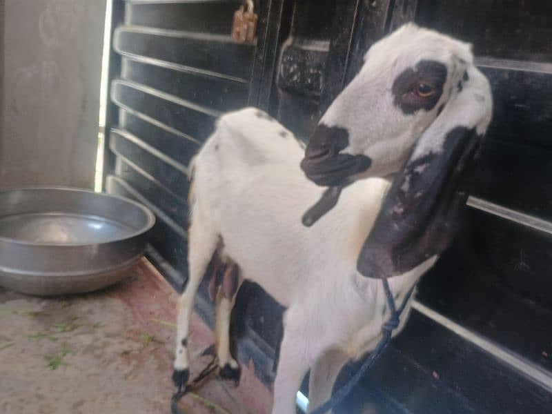 Goat with 2 baby's pair 17