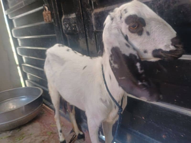 Goat with 2 baby's pair 18