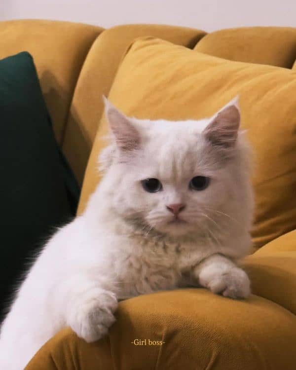Persian cat Available Chaklala scheme 3 Rawalpindi 0