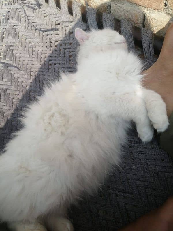 Persian cat Available Chaklala scheme 3 Rawalpindi 1