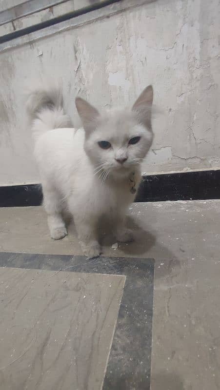 Persian cat Available Chaklala scheme 3 Rawalpindi 2