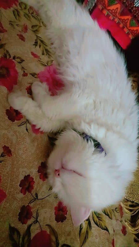 persion car turish angora tripple cot odd eyes 1